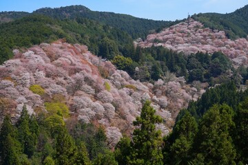 Obraz premium Cherry blossoms in bloom in the spring in Yoshino, Japan