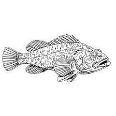 Obraz premium stonefish, continuous one line art, black and white, vector illustration, isolated on white background