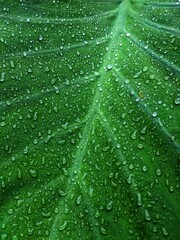 Water falling on taro leaves