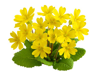 Cowslip Yellow Flower Cluster, Side Angle with Leaves, Transparent Background PNG