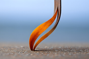 Two curved brown and orange seed pods on textured ground image