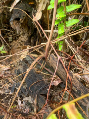 Close-up of decaying wood and dry twigs on a forest floor, with green leaves and scattered plant debris.
