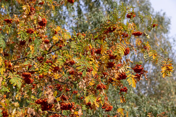 red rowan berries in the autumn , beautiful ripe red rowan berries and yellowing foliage of trees in the park