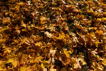 the foliage of trees on the ground after leaf fall in sunny weather