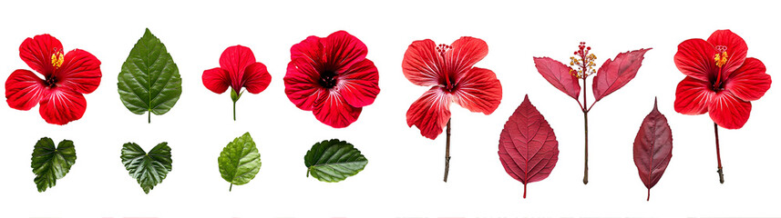 red hibiscus flower and leaf isolated on a transparent background