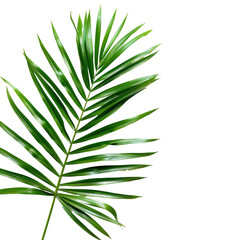 Close-up of a vibrant green palm leaf.  Detailed fronds extend outward from a central stem.  Sharp lines and a slightly textured appearance