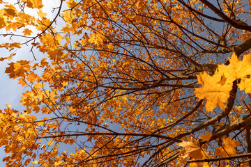 trees in the autumn , beautiful colorful foliage on the branches of trees before falling before the fall, sunny weather