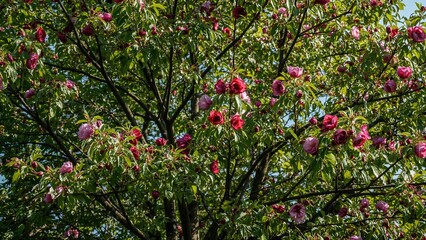 Tree Covered In Vibrant Flowers In Various Shades Of Purple, Red, White, And Pink