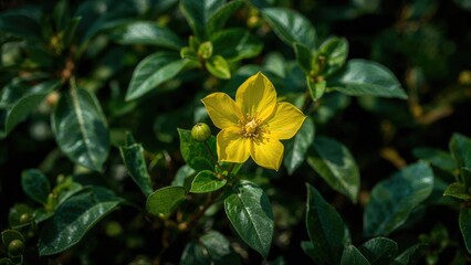 Fresh yellow bloom of honeydew plant stands out against deep green leaves.