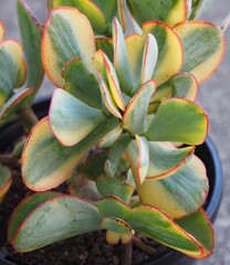 Crassula arborescens ssp. undulatifolia variegata