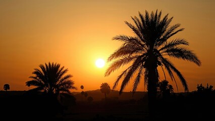 Silhouettes of tropical trees in the evening