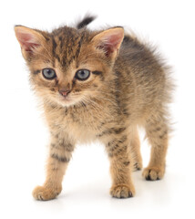 Obraz premium Kitten on white background.