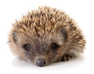 Hedgehog on white.