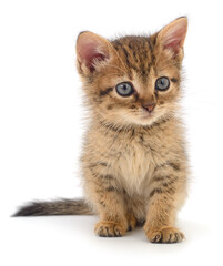 Obraz premium Kitten on white background.