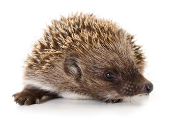 Hedgehog on white.