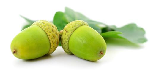 Oak acorns with leaf.