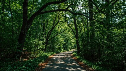 Obraz premium A winding route cutting through a dense green woodland covered in foliage