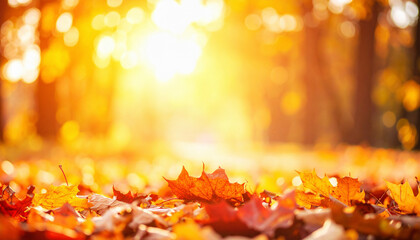 Autumn background bokeh warm golden sunlight, colorful fallen leaves on the ground, soft focus forest or park setting, cozy and inviting atmosphere.