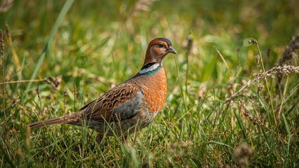 A Striking Scarlet Partridge in Natural Surroundings