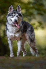 Siberian Husky in a Forest Setting