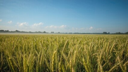 Charming scene of crop production in agriculture