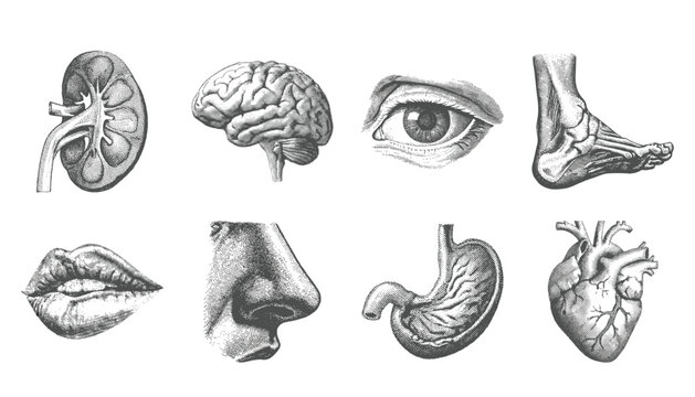 Halftone Collage style showcases eight human body parts on a transparent background perfectly, halftone, dotted pop art style