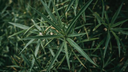 Fototapeta premium Detailed shot of a bamboo stalk featuring slender green leaves