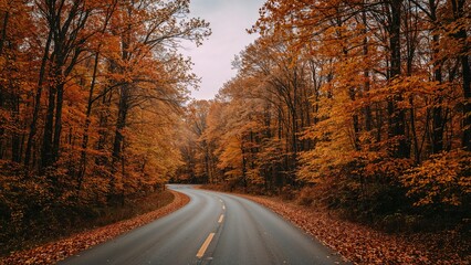 Fototapeta premium A pathway bordered by fall foliage in a forest.