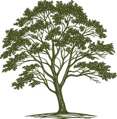 Detailed sketch of a large deciduous tree with lush green foliage