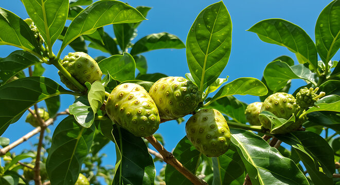 Scene of noni fruit (Morinda citrifolia) on the tree, with mature bumpy fruits and broad shiny leaves. Bright tropical sky in background.

