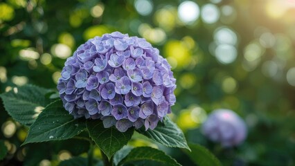 Lush purple hydrangea blooms decorating a garden landscape