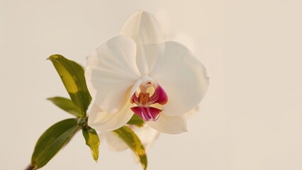 Background showing a white orchid adorned with purple dots