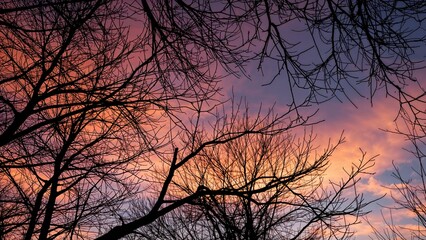 Silhouetted leafless tree branches set against a twilight sky