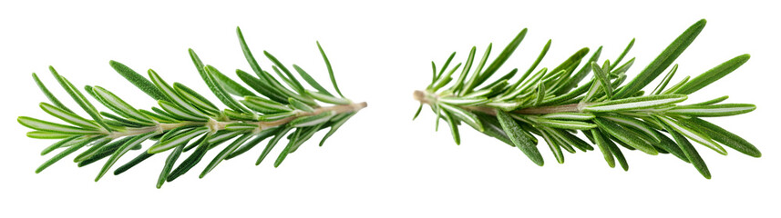 Fototapeta premium rosemary leaf , cutout image isolated on a transparent background