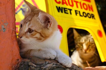 A kitten and a sulky cat behind it in Turkey