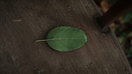 Natural setting featuring a single leaf on rustic wooden furniture