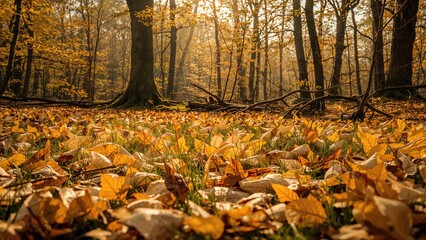 Fall season with yellow leaves in the woods