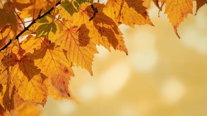 Fototapeta premium Vibrant autumn leaf background with banner layout. Detailed view of golden and amber Sassafras albidum leaves