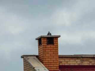 pigeon on the roof
