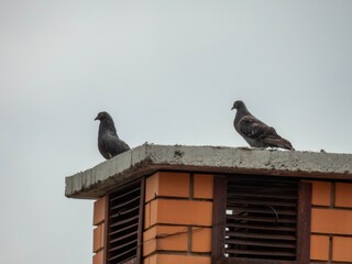 pigeon on the roof
