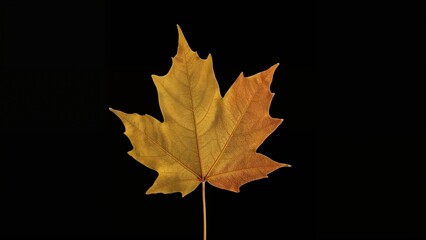 Golden maple leaf in autumn against a dark backdrop