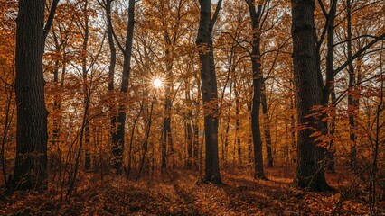 Fall leaves displaying vibrant colors in the woodland