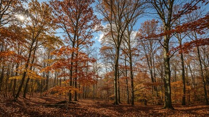 Naklejka premium Golden Leaves on Maple Trees in Autumn