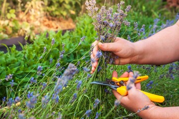 A person harvests lavender in a sunlit garden, capturing the essence of a summer day.