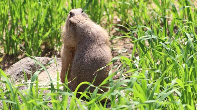Two prairie dogs playing together, animal