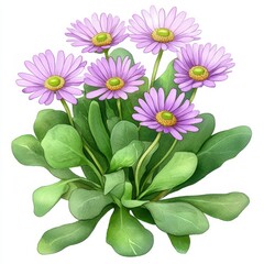 Detailed Botanical Illustration of Purple Alpine Aster Flowers with Green Leaves
