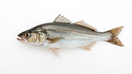 White background featuring a solitary river fish from Asia