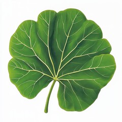 Detailed Green Leaf With Veins on A White Background Botanical Study