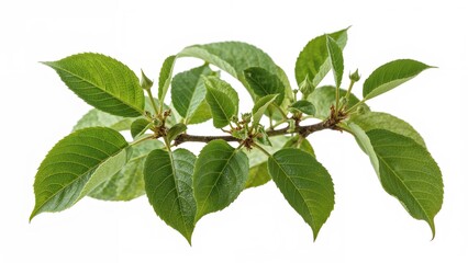 Fototapeta premium Detailed view of tender leaves and sprouts on a tree limb, separated by a white background