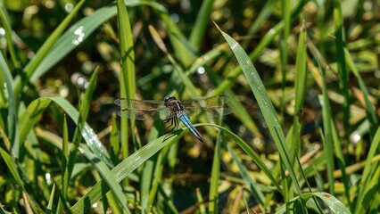 Close-up of a dragonfly resting on grass surrounded by springtime foliage and a garden environment
